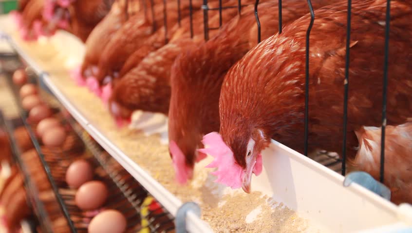 فروش مرغ تخمگذار در قم - سپید طیور